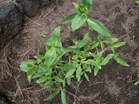 ova Gussonea-Centranthus ruber 20110529 183